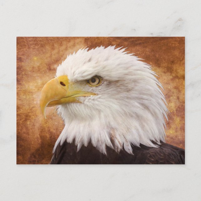 Bald Eagle Portrait Postkarte (Vorderseite)