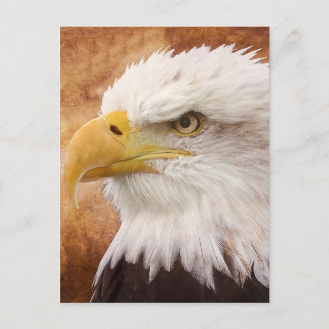 Bald Eagle Portrait Postkarte (Vorderseite)