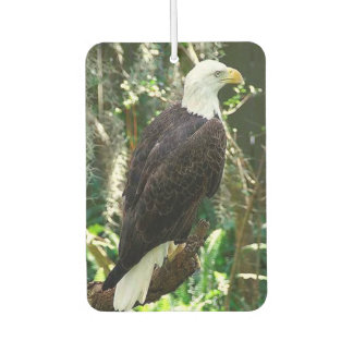 Bald Eagle Portrait Rectangle Air Freshener Autolufterfrischer