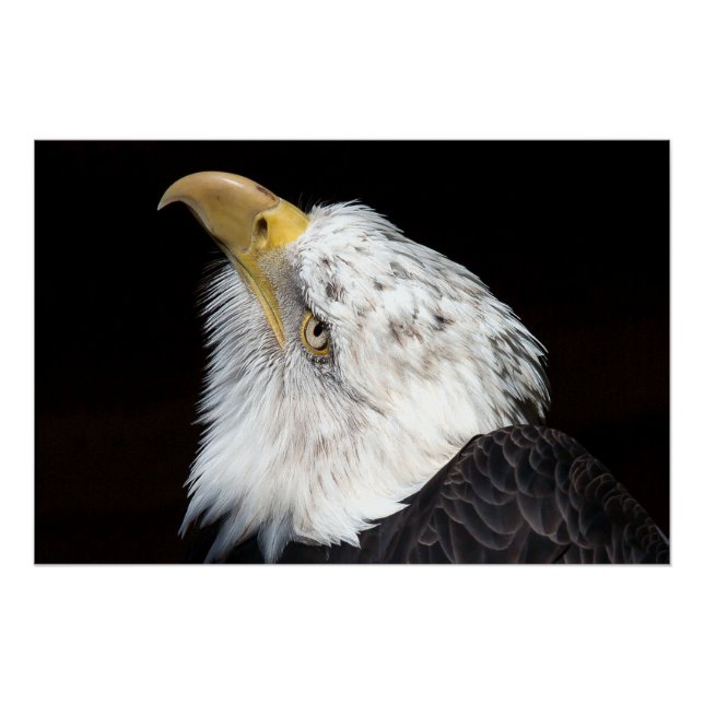 Bald Eagle Portriat Poster (Vorderseite)