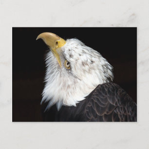 Bald Eagle Portriat Postkarte