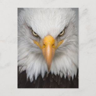 Bald Eagle Postcard Postkarte