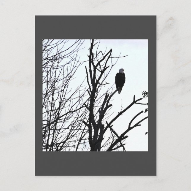 Bald Eagle Postcard Postkarte (Vorderseite)