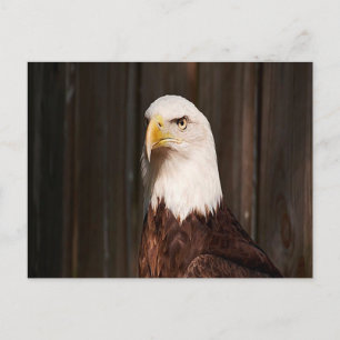 Bald Eagle Postcard Postkarte