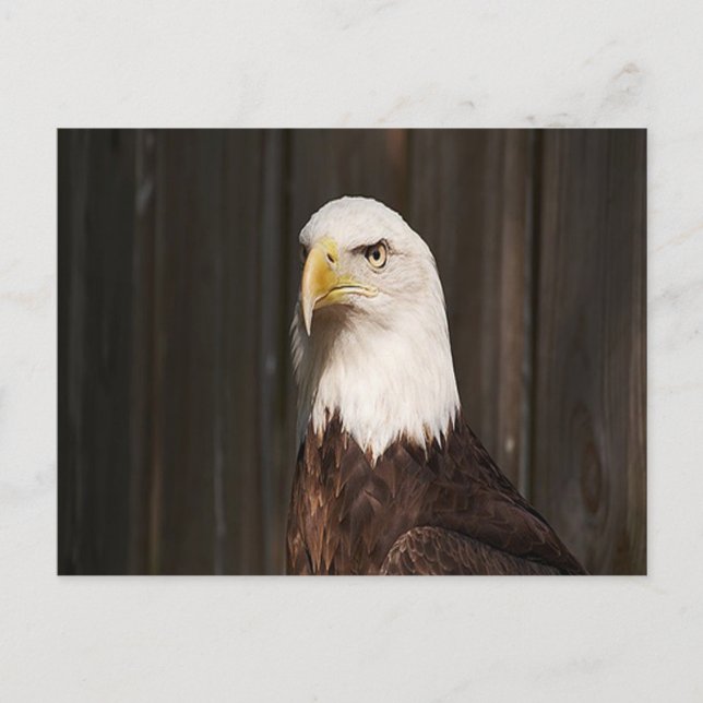 Bald Eagle Postcard Postkarte (Vorderseite)
