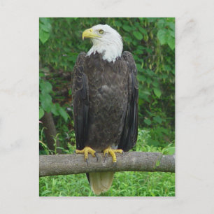 Bald Eagle Postcard Postkarte
