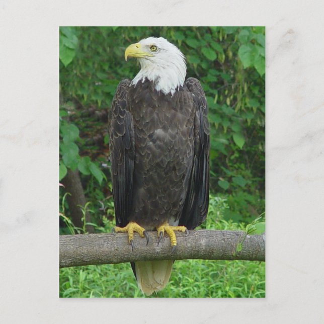 Bald Eagle Postcard Postkarte (Vorderseite)
