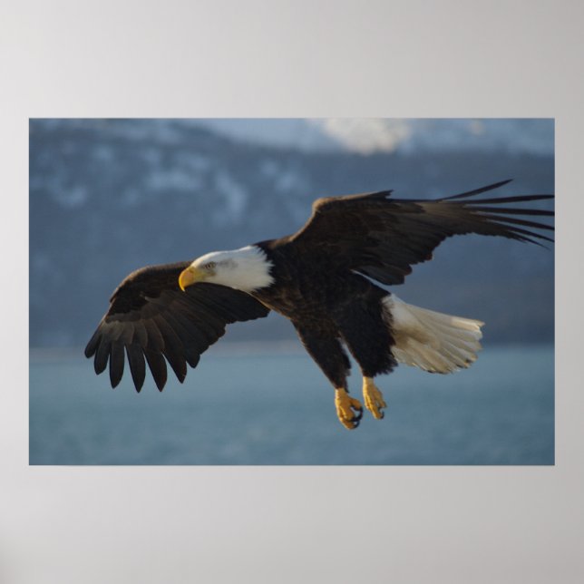 Bald Eagle Poster (Vorne)