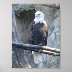 Bald Eagle Poster