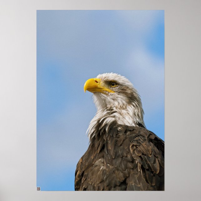 Bald Eagle Poster (Vorne)