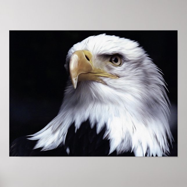 Bald Eagle Poster (Vorne)