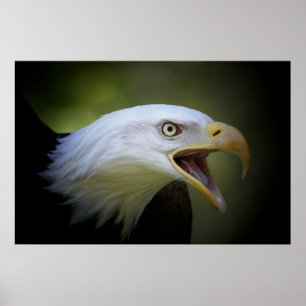 Bald Eagle Poster