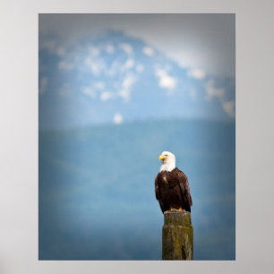 Bald Eagle Poster