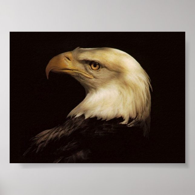 BALD EAGLE POSTER (Vorne)