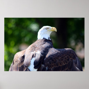 Bald Eagle Poster