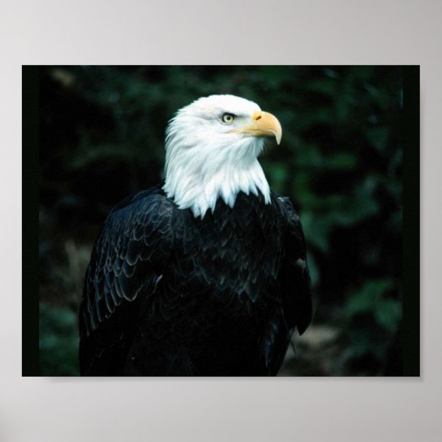 Bald Eagle Poster (Vorne)