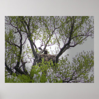 Bald Eagle - Poster