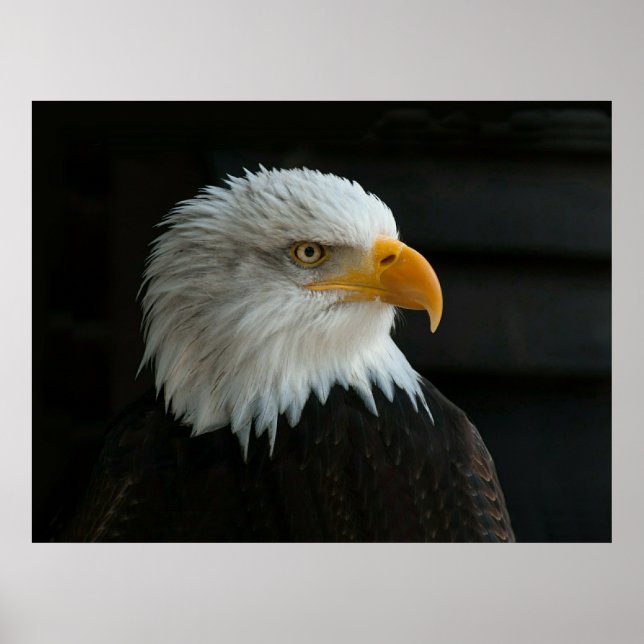 BALD EAGLE POSTER (Vorne)