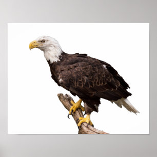 Bald Eagle Poster