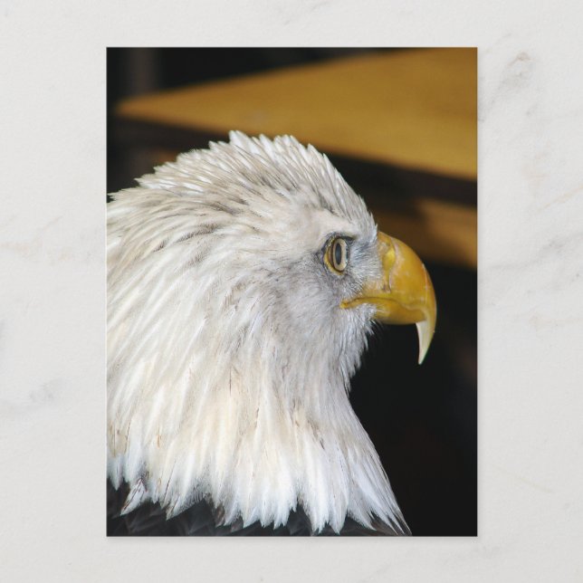 Bald Eagle Postkarte (Vorderseite)