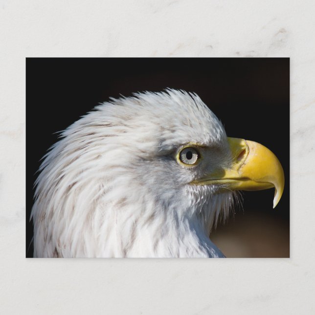 Bald Eagle Postkarte (Vorderseite)