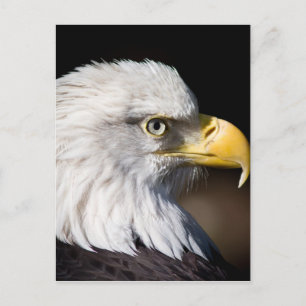 Bald Eagle Postkarte