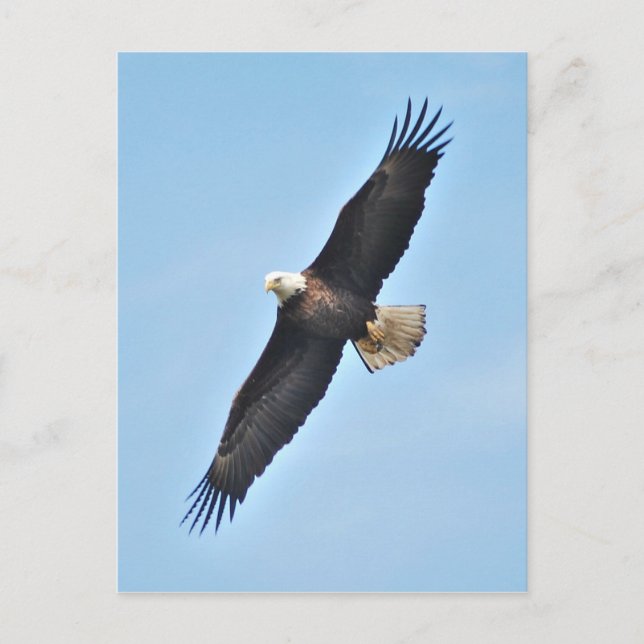Bald Eagle Postkarte (Vorderseite)