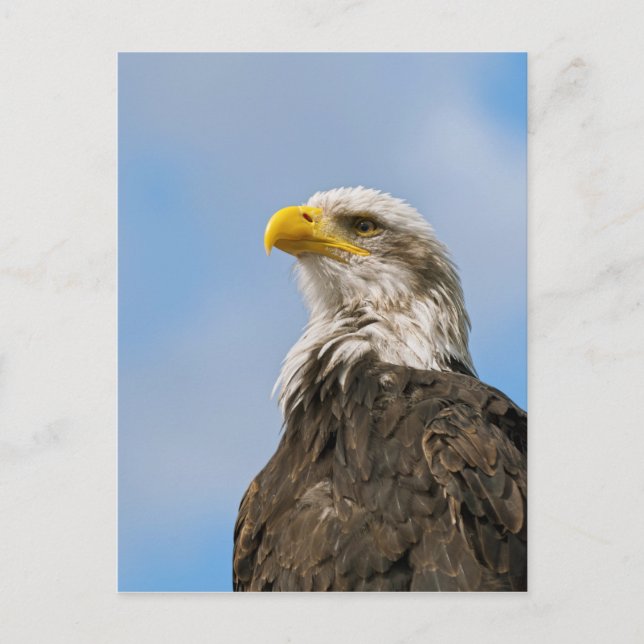 Bald Eagle Postkarte (Vorderseite)