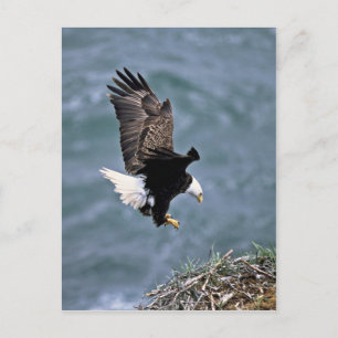 Bald Eagle Postkarte