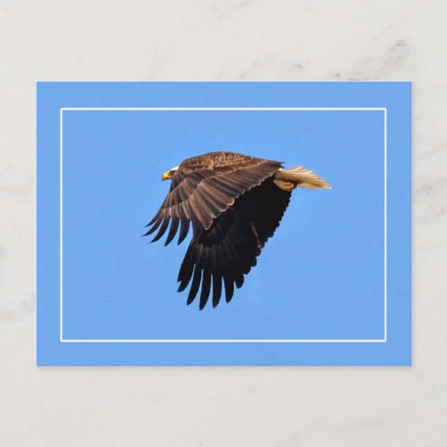 Bald Eagle Postkarte (Vorderseite)