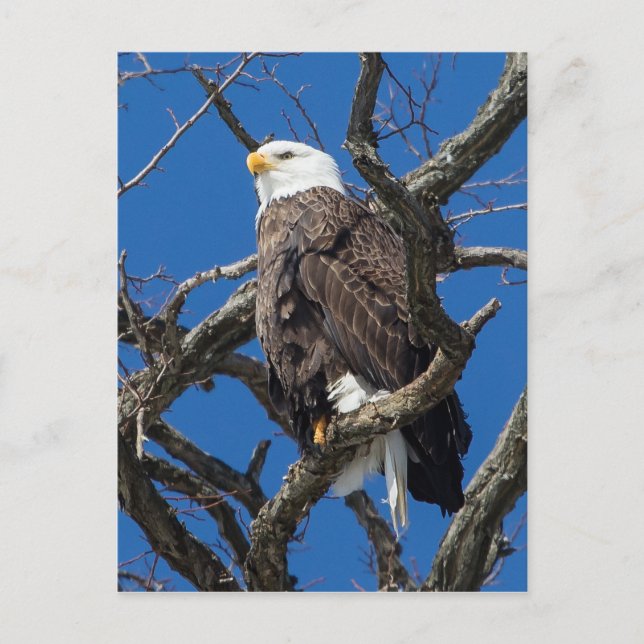 Bald Eagle Postkarte (Vorderseite)