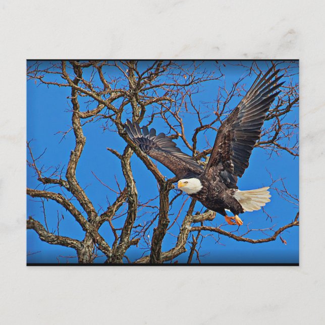 Bald Eagle Postkarte (Vorderseite)