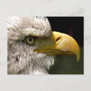 BALD EAGLE POSTKARTE
