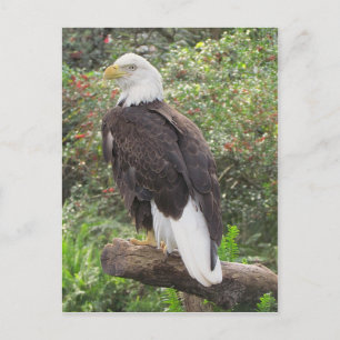 Bald Eagle Postkarte