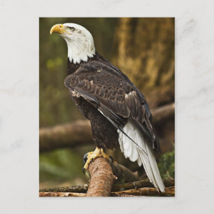 Bald Eagle Postkarte