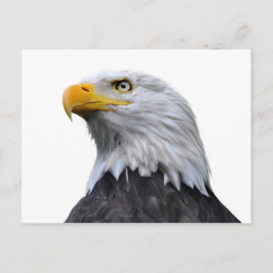 Bald Eagle Postkarte