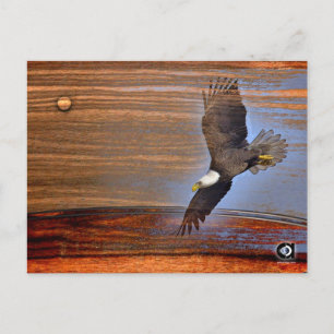 BALD EAGLE POSTKARTE