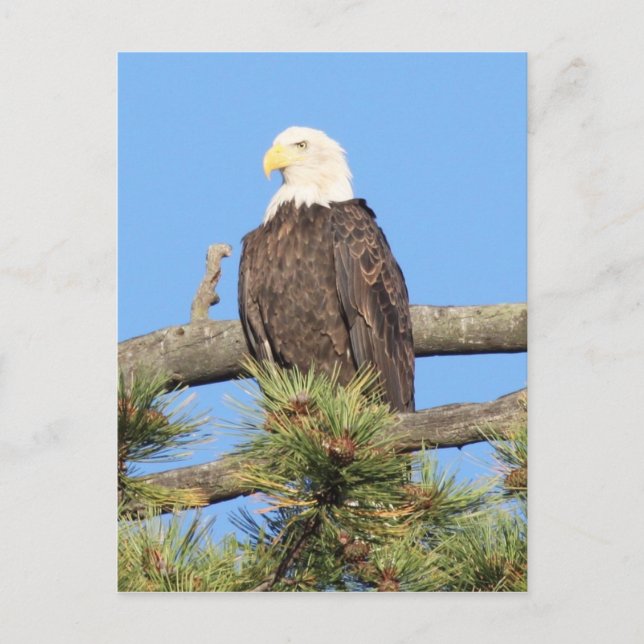 Bald Eagle Postkarte (Vorderseite)