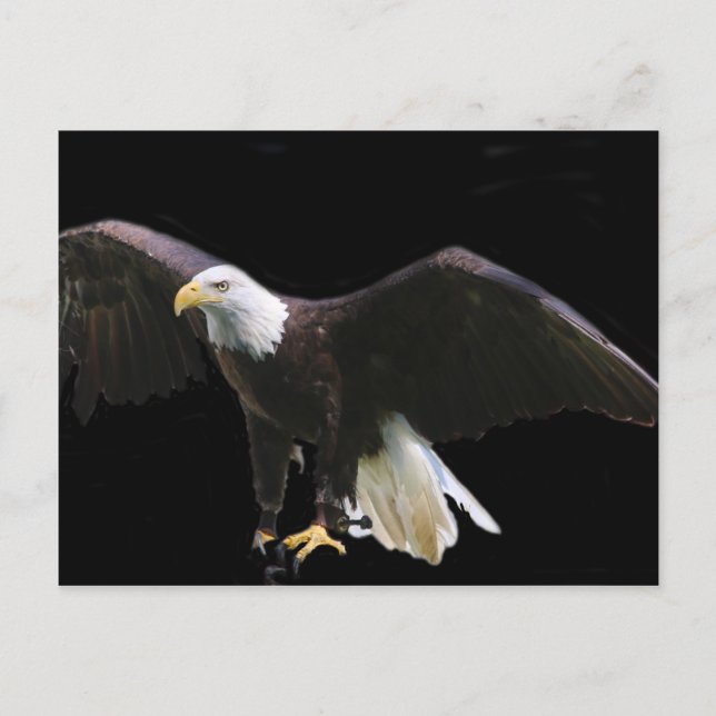 Bald Eagle Postkarte (Vorderseite)