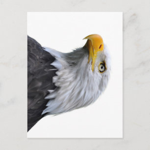 Bald Eagle Postkarte