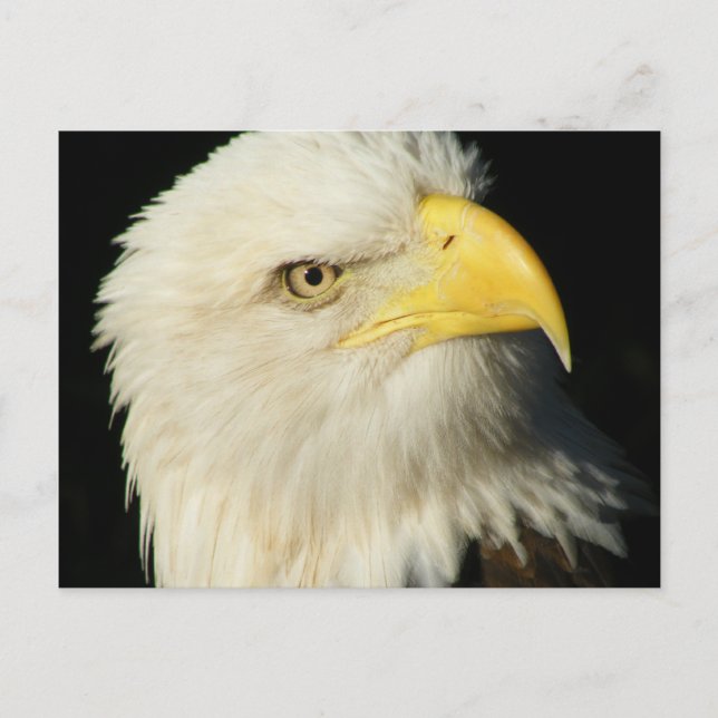 Bald Eagle Postkarte (Vorderseite)