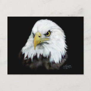 Bald Eagle Postkarte 2