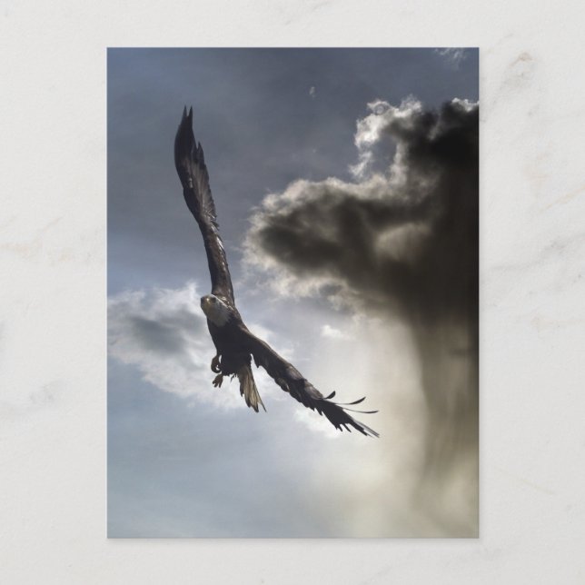 Bald Eagle Postkarten (Vorderseite)