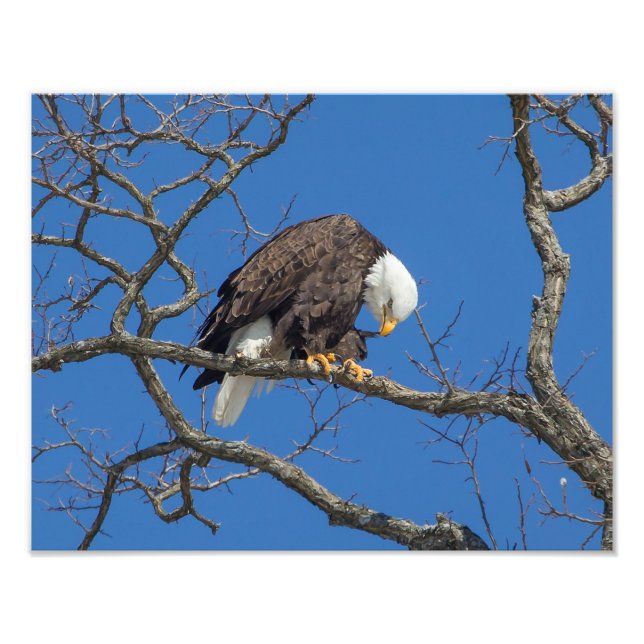 Bald Eagle Preening Fotodruck (Vorne)