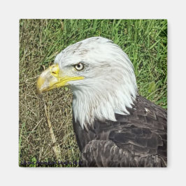 Bald Eagle Profile Magnet