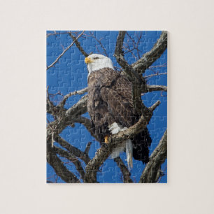 Bald Eagle Puzzle