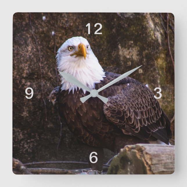 Bald Eagle Quadratische Wanduhr (Vorderseite)