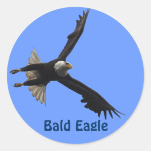 Bald Eagle Raptor Birdlover's Wildlife Sticker