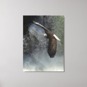 Bald Eagle Raptor Wild Animal Foto Poster Leinwanddruck