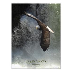 Bald Eagle Raptor Wild Animal Foto Print